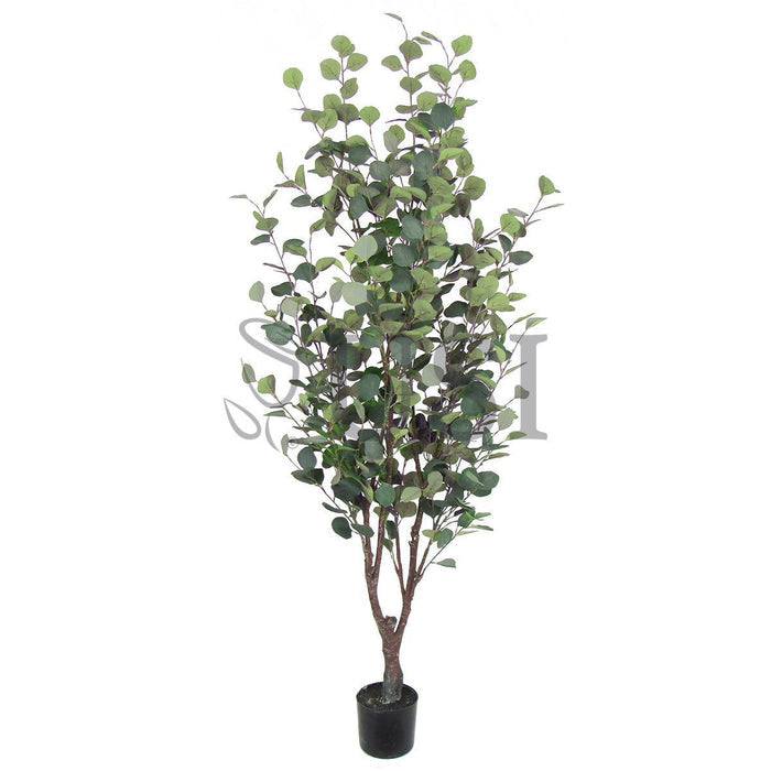 Silver Dollar Eucalyptus Tree Potted, 5.5ft, Frosted Green