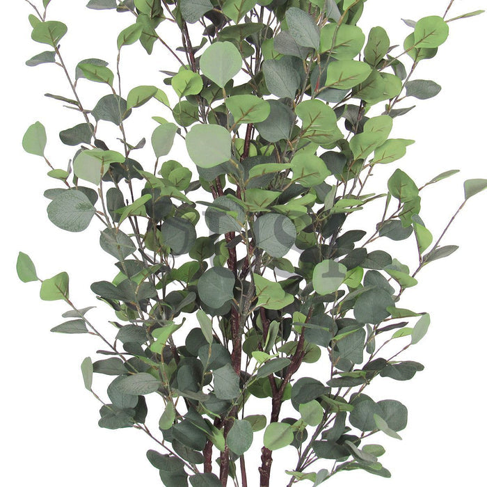 Silver Dollar Eucalyptus Tree Potted, 5.5ft, Frosted Green