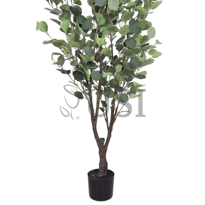 Silver Dollar Eucalyptus Tree Potted, 5.5ft, Frosted Green