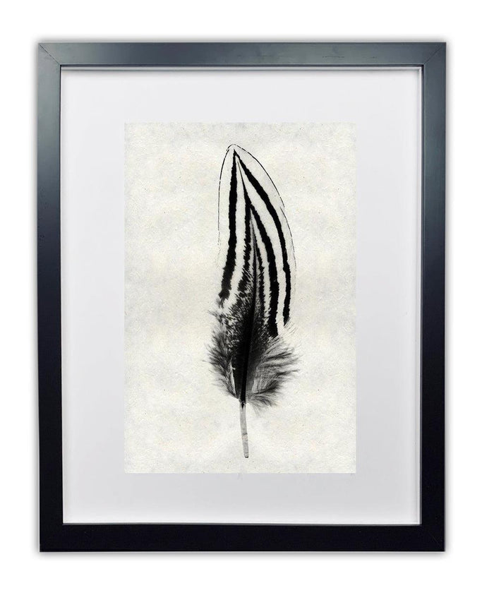 Framed black and white Silver Pheasant feather print on textured handmade Nepalese paper.