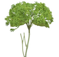 Skimma Stem