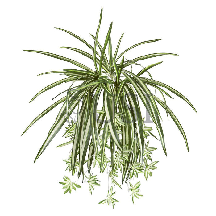 Spider Plant Greenery Bush w 24 Flo x5, 26in, Green