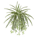 Spider Plant Greenery Bush w 24 Flo x5, 26in, Green