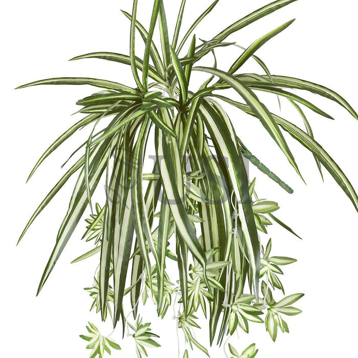 Spider Plant Greenery Bush w 24 Flo x5, 26in, Green