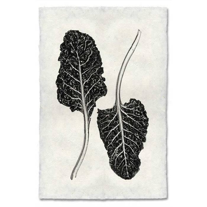 Black and white Swiss Chard botanical print on textured, handmade paper with a worn, antique look.