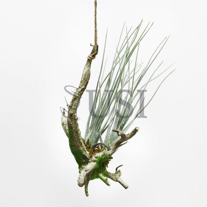 Tall Tillandsia Succulent Hanging Airplant x2, 11.75in, Frosted Green