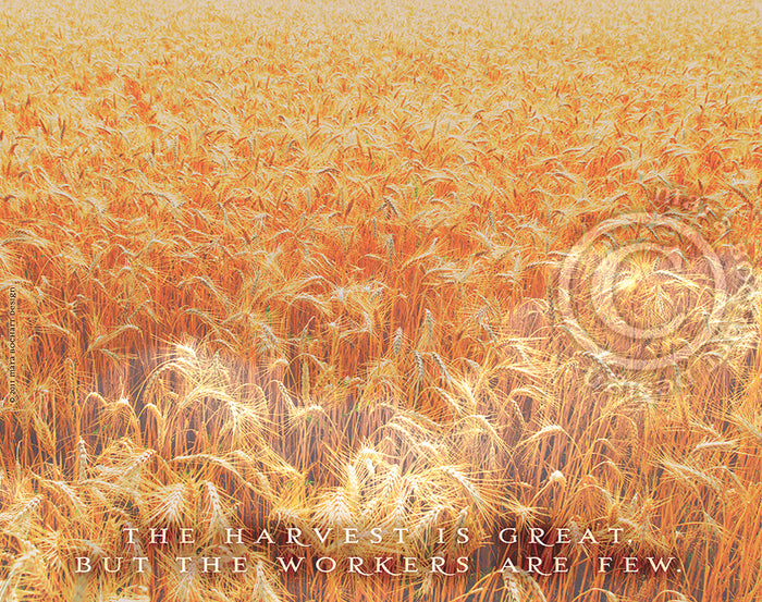 The Harvest (left)