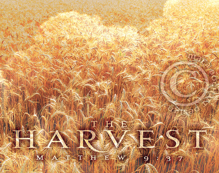 The Harvest (middle)