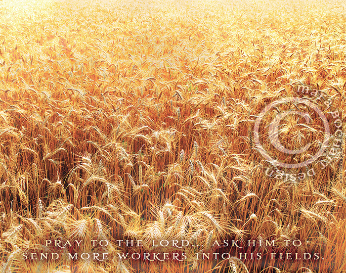 The Harvest (right)
