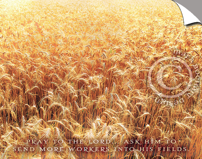The Harvest - triptych - Peel & Stick
