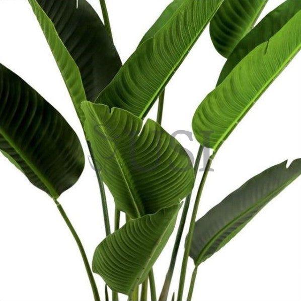 Travelers Palm Tree x13 Potted, 6ft, Green