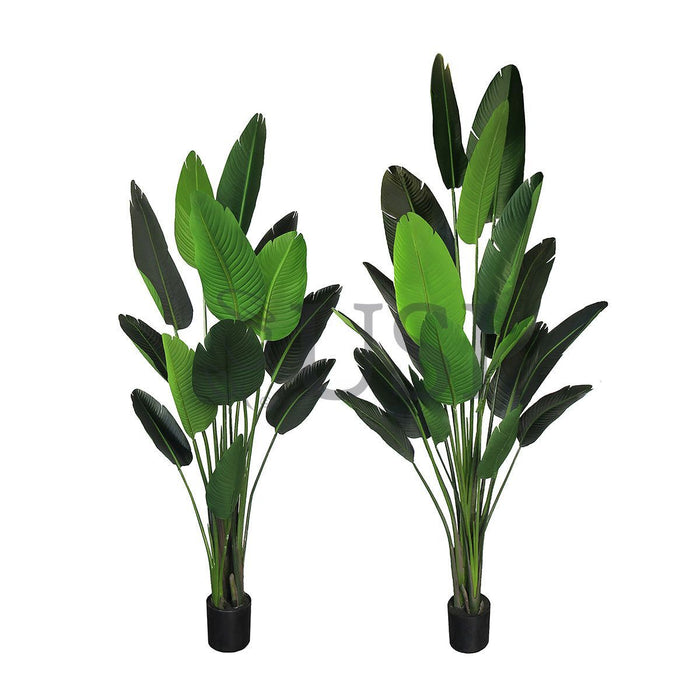 Travelers Palm Tree x13 Potted, 6ft, Green