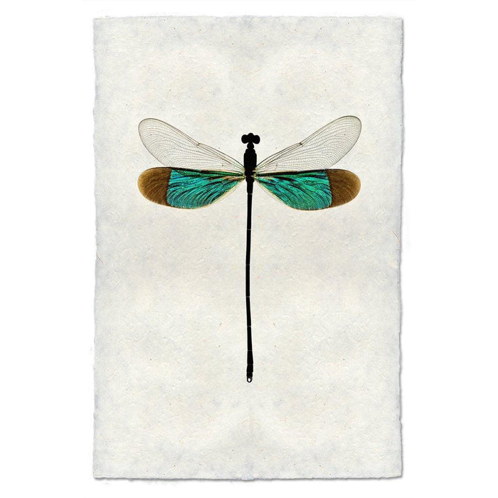 Turquoise Damsel Dragonfly print on handmade paper, with teal and brown wings.