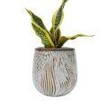 stylish indoor planter