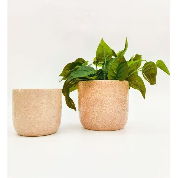 pink daiy flower plant pots