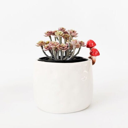toadstool mushrooms on white planter