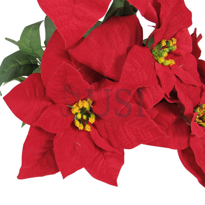 Velvet Poinsettia Small Flower Bush x5, 20in, Red
