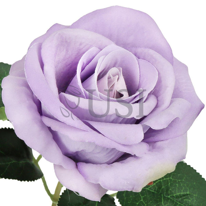 Velvet Rose Bush x7, 16in, Lavender