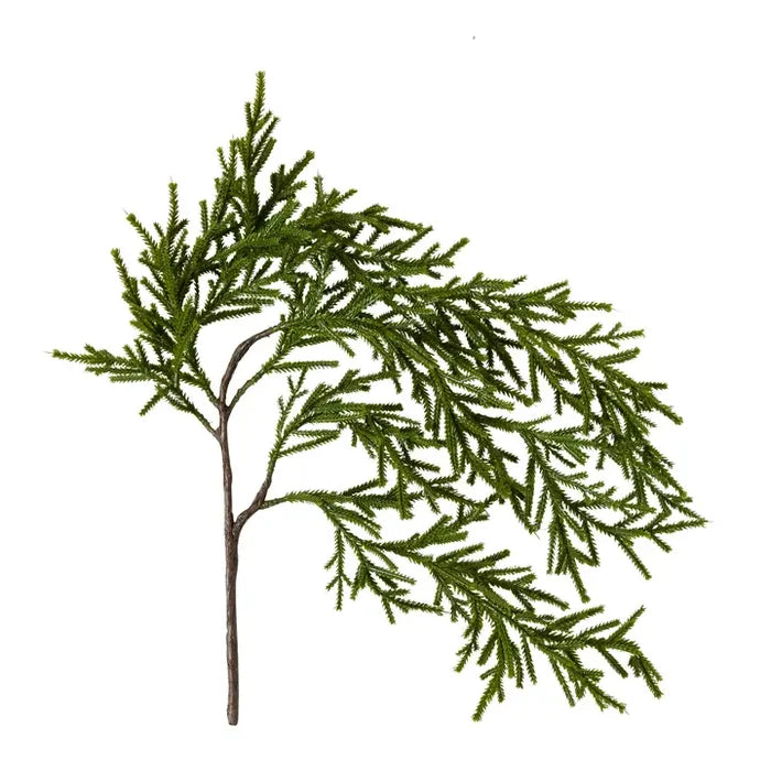Weeping Pencil Pine Stem