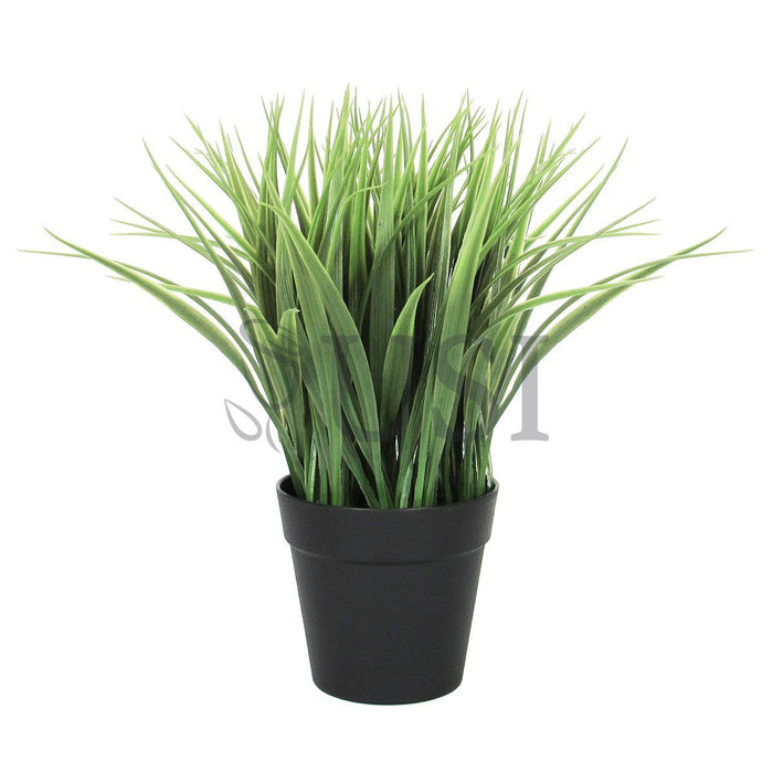 Wheat Grass in Black Plastic Pot, 10in, Green