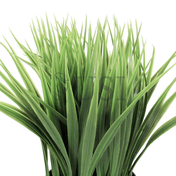Wheat Grass in Black Plastic Pot, 10in, Green