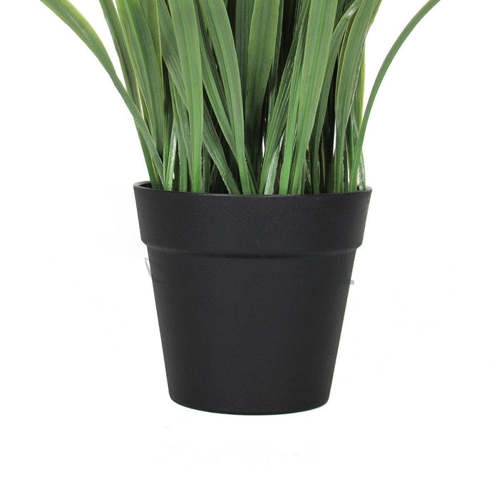 Wheat Grass in Black Plastic Pot, 10in, Green