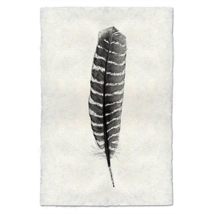 Wild Turkey Feather Study #16 print on handmade Nepalese paper, black and white striped feather.