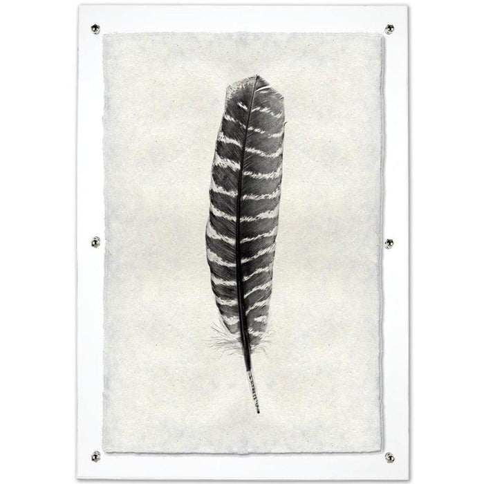 Wild Turkey feather print on handmade Nepalese paper, framed in clear acrylic.
