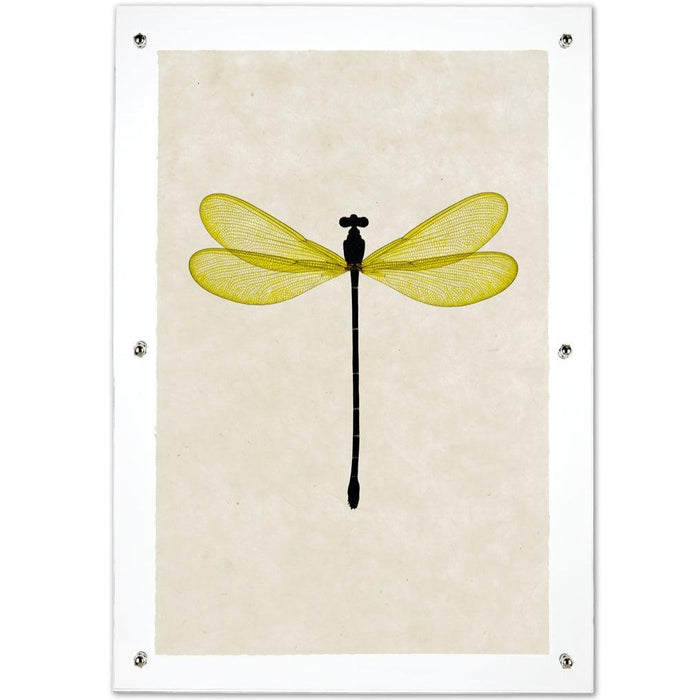 Yellow Damsel Dragonfly print on handmade paper, framed with clear acrylic and silver standoffs.