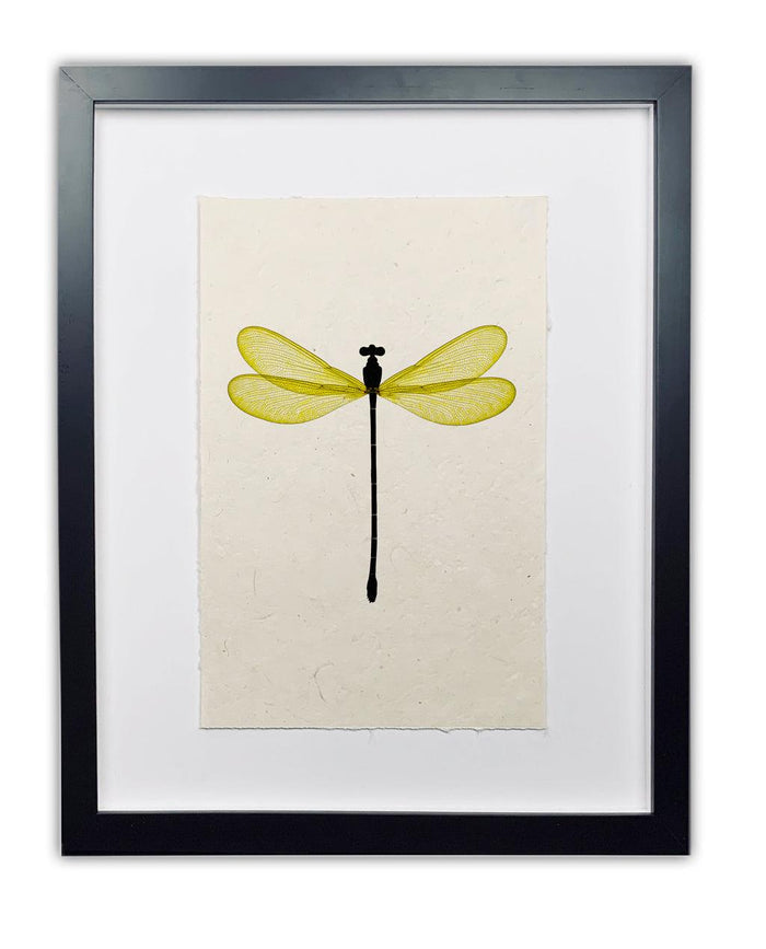 Framed Yellow Damsel Dragonfly print on handmade paper, black frame, white mat.